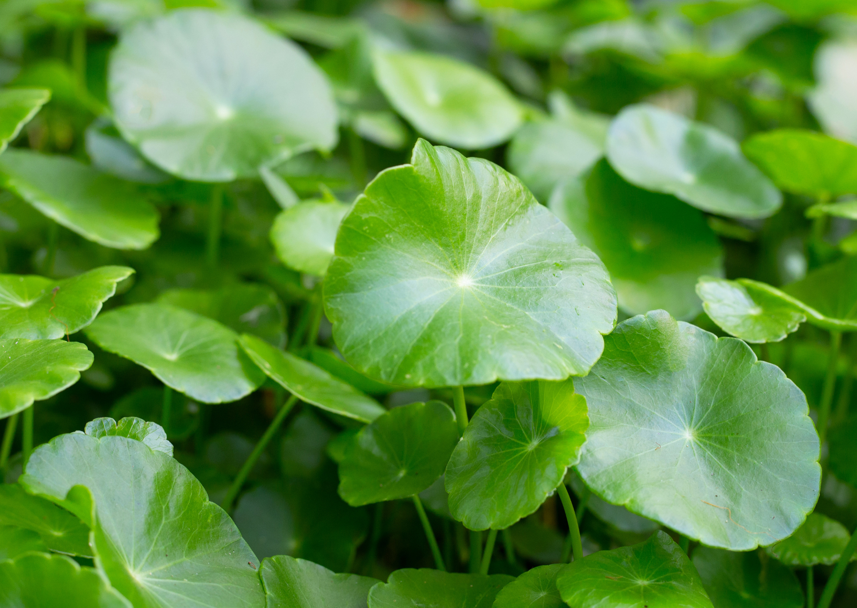 Centella Asiática: El tesoro botánico en el mundo del skincare